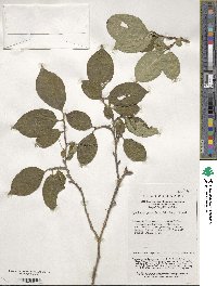 Symplocos paniculata image