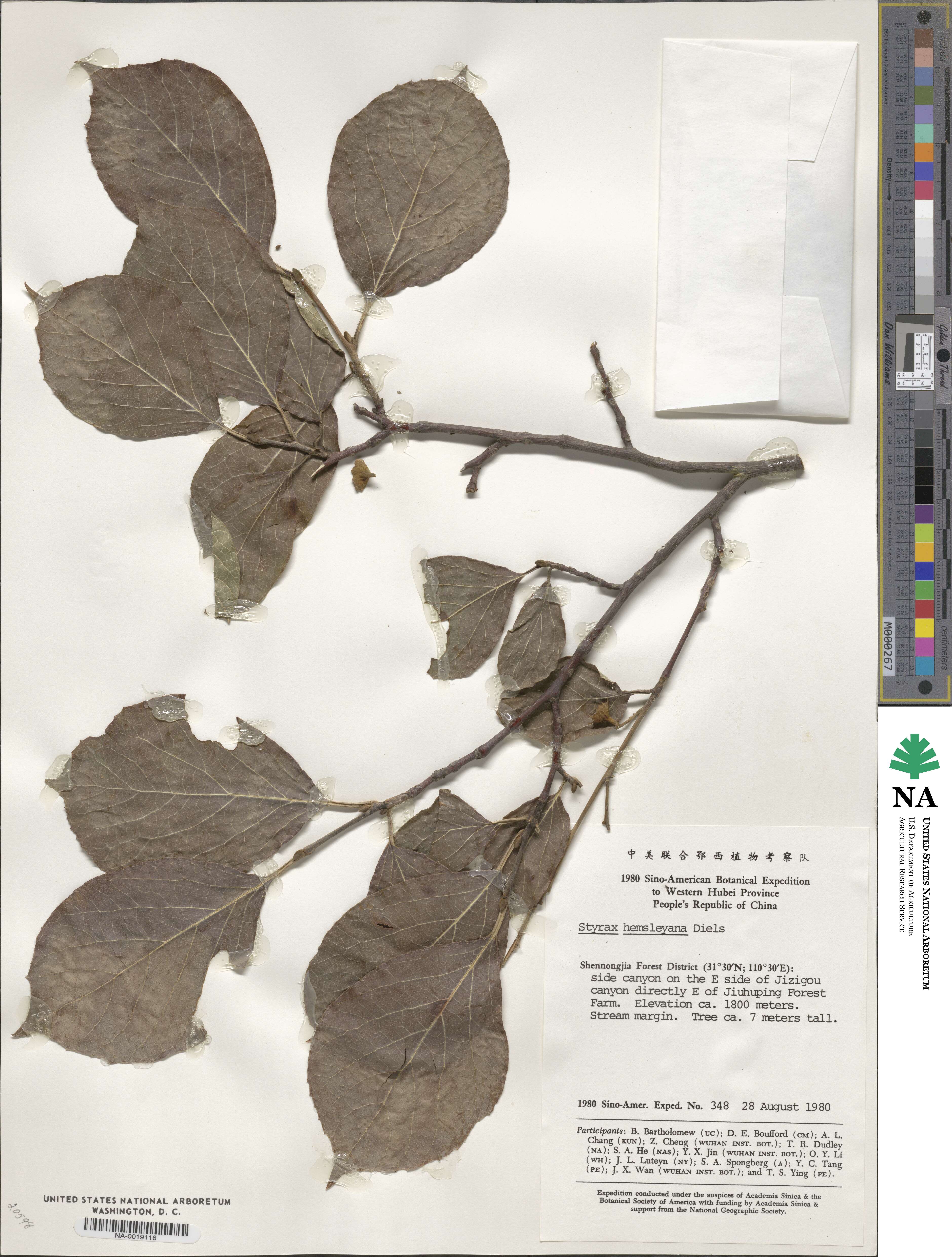 Styrax hemsleyanus image