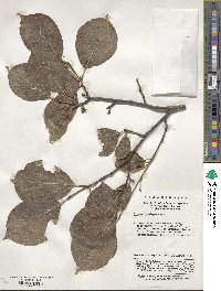 Image of Styrax hemsleyanus