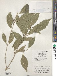 Callicarpa giraldii image