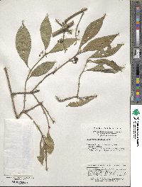 Callicarpa bodinieri image