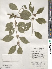 Callicarpa bodinieri image