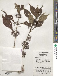 Callicarpa bodinieri image