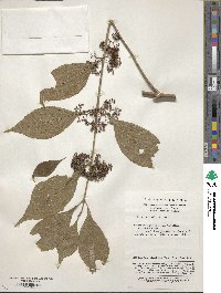 Callicarpa bodinieri image