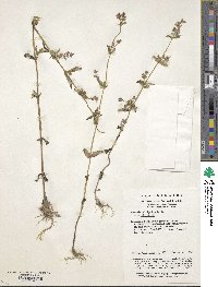 Halenia elliptica var. elliptica image