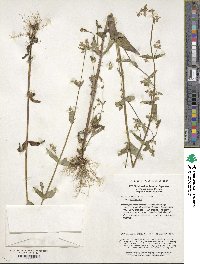 Halenia elliptica var. elliptica image