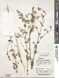 Halenia elliptica var. grandiflora image