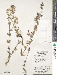 Halenia elliptica var. grandiflora image