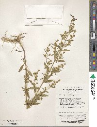 Image of Swertia punicea