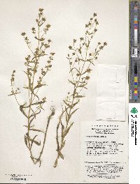 Swertia punicea image