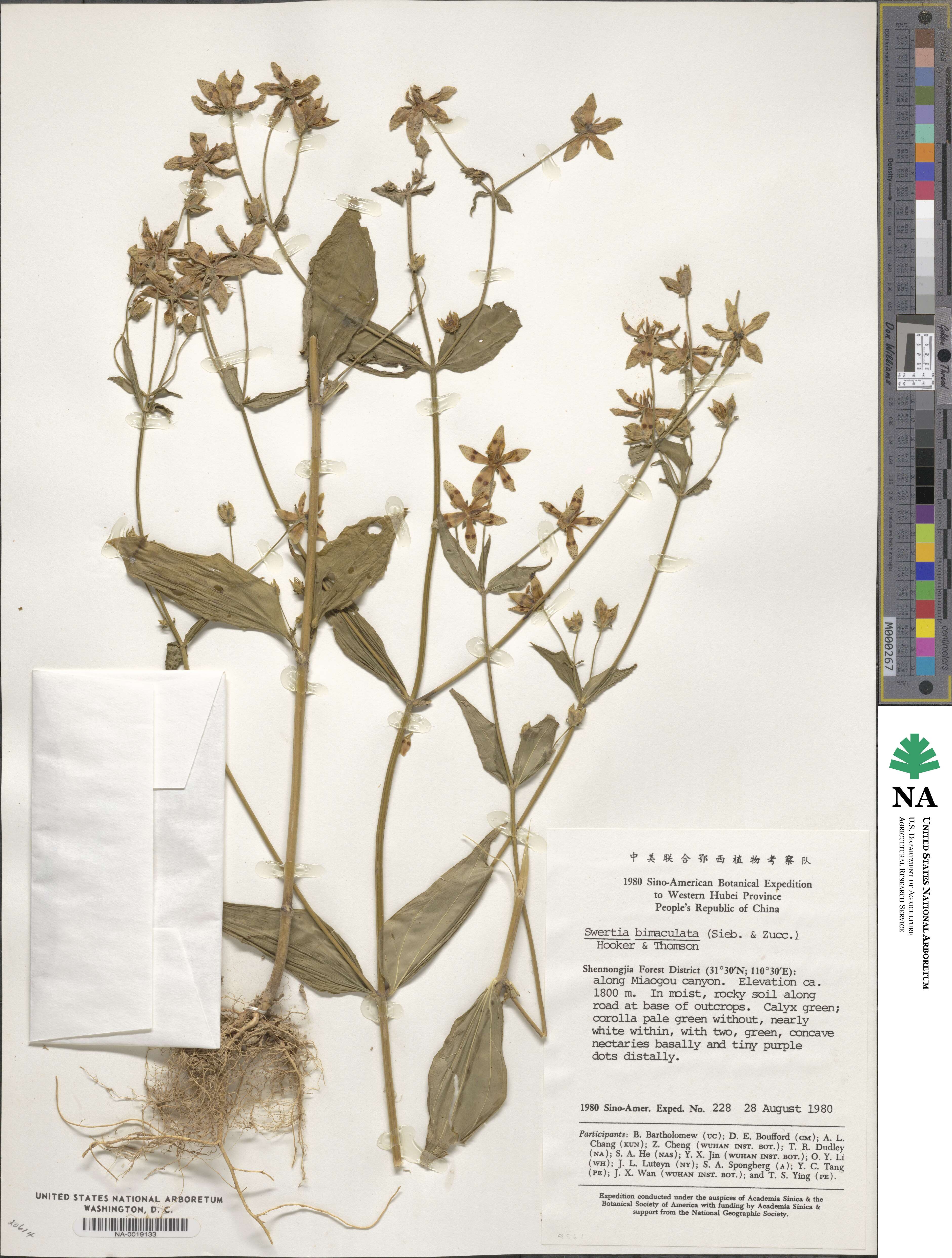 Swertia bimaculata image