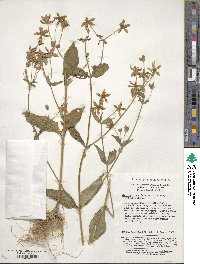 Swertia bimaculata image