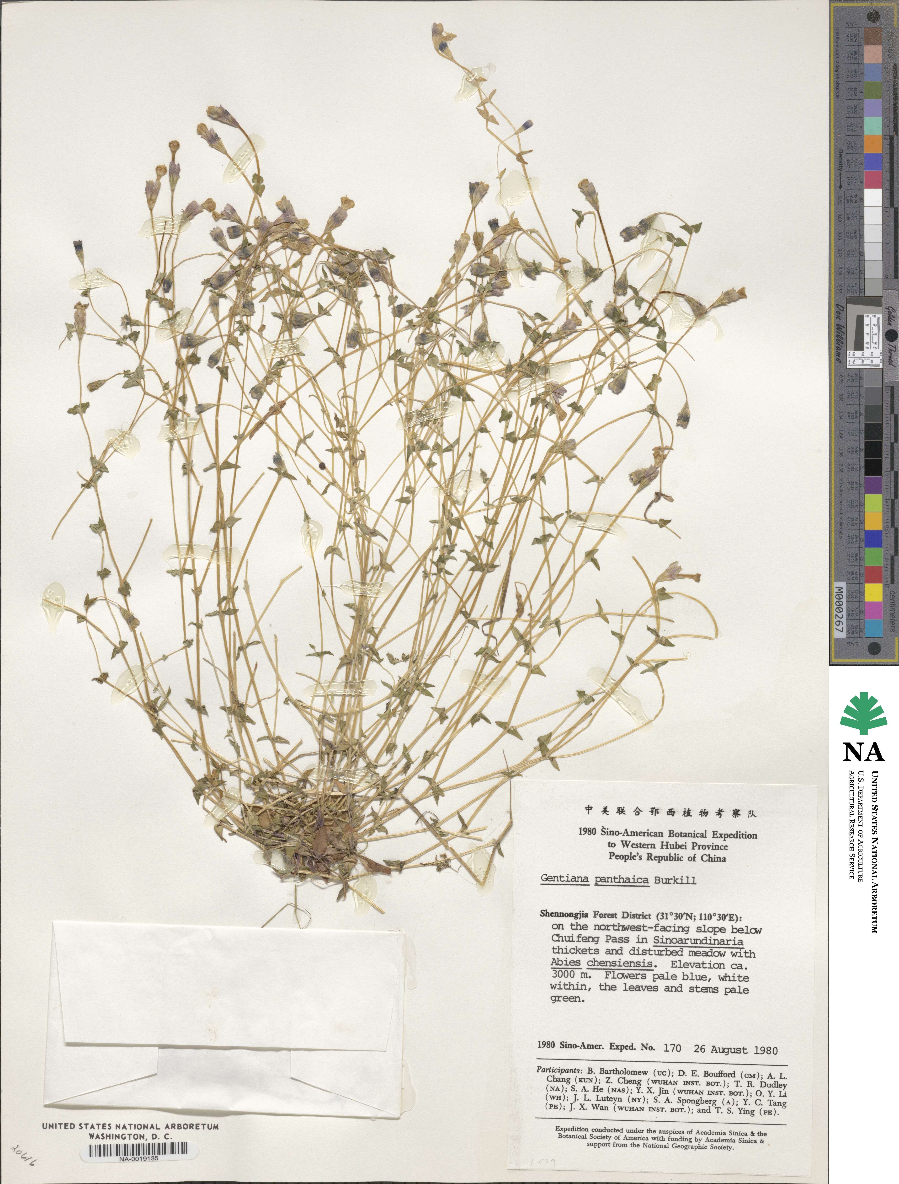 Gentiana panthaica image