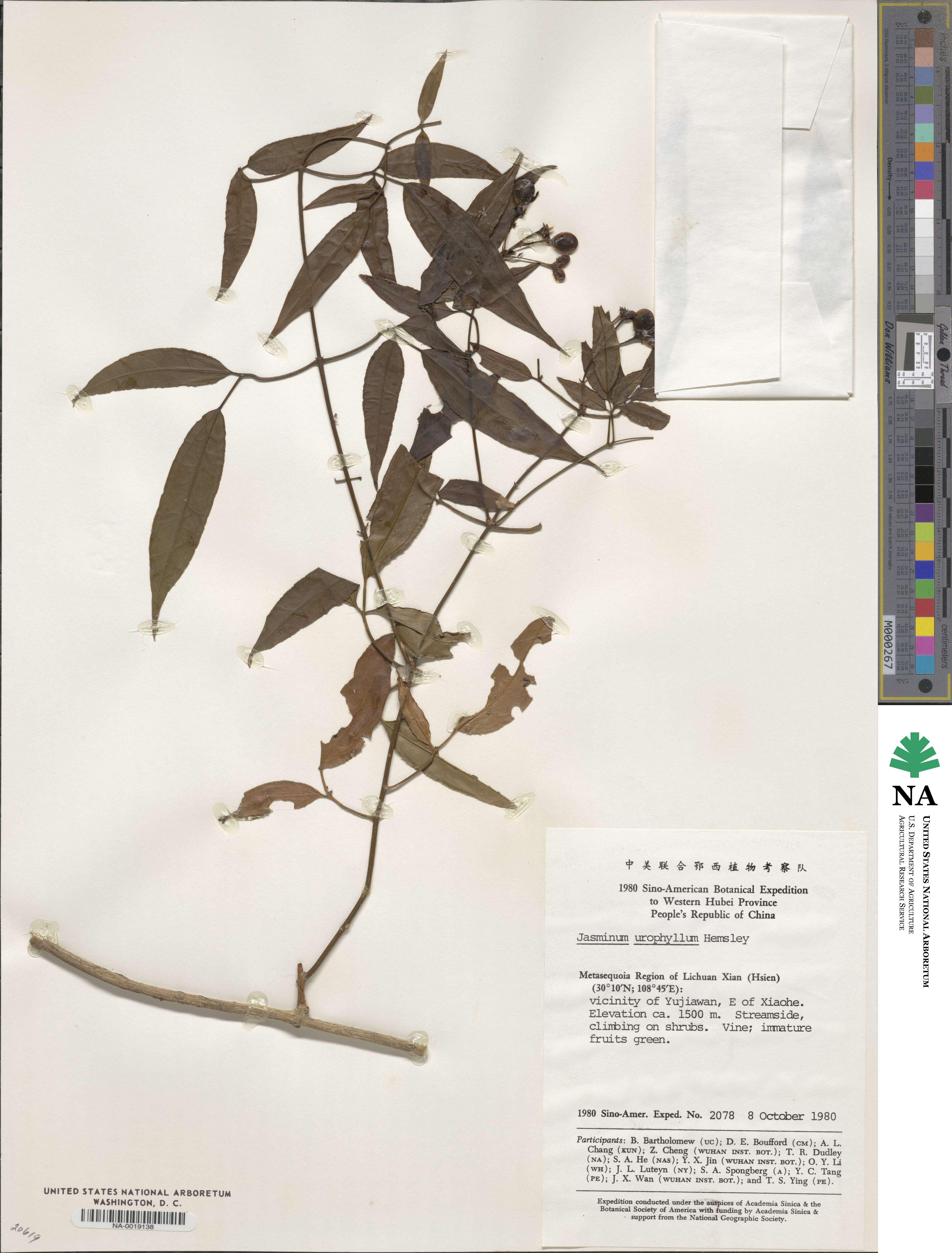 Jasminum urophyllum image