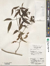 Image of Jasminum urophyllum