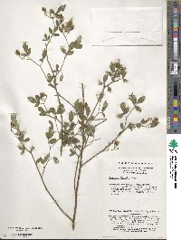 Chrysojasminum floridum image