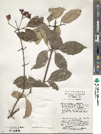 Jasminum lanceolarium image