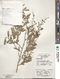 Ligustrum quihoui image