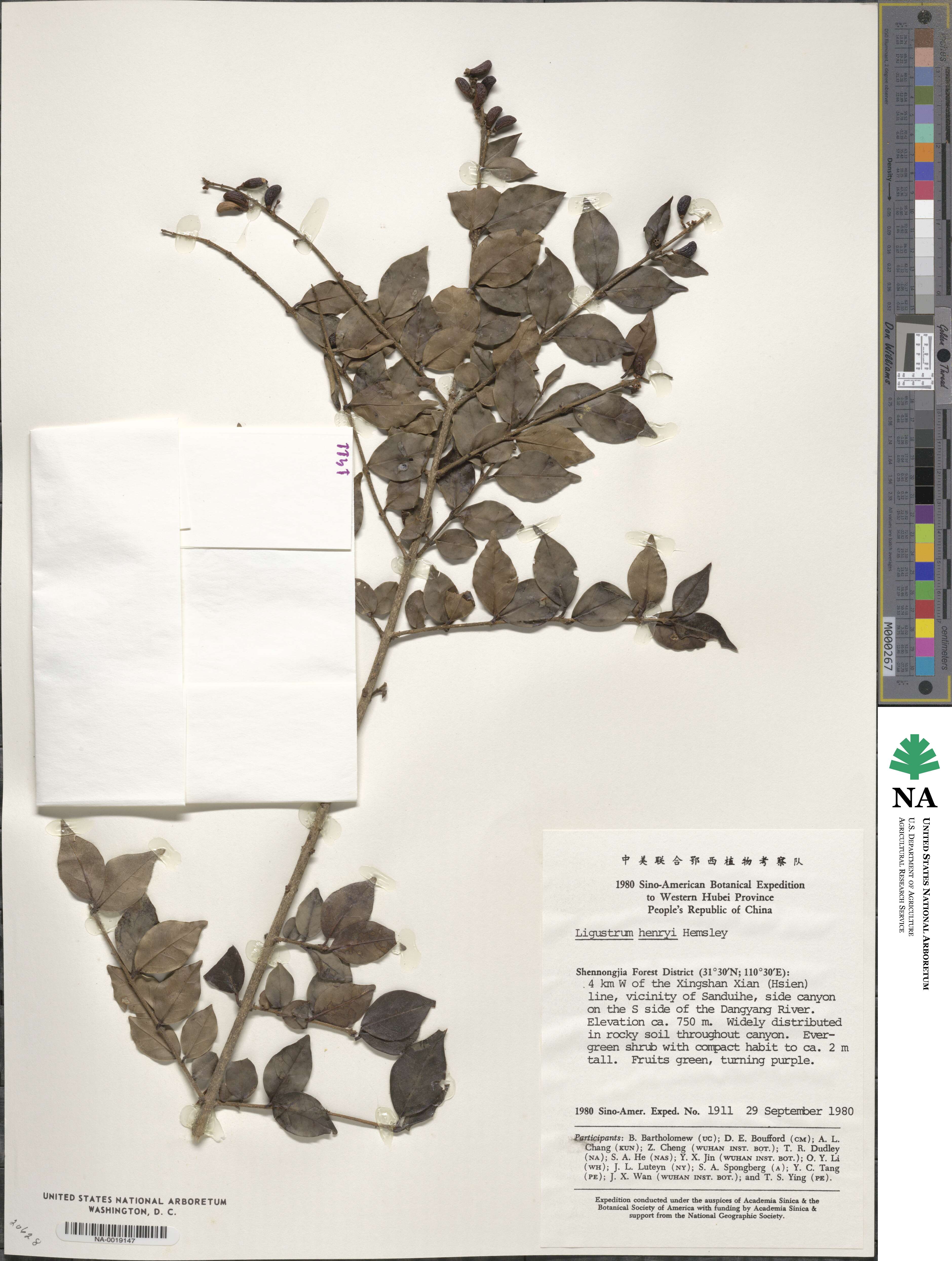 Ligustrum henryi image