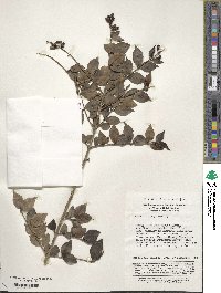 Image of Ligustrum henryi