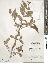 Ligustrum leucanthum image