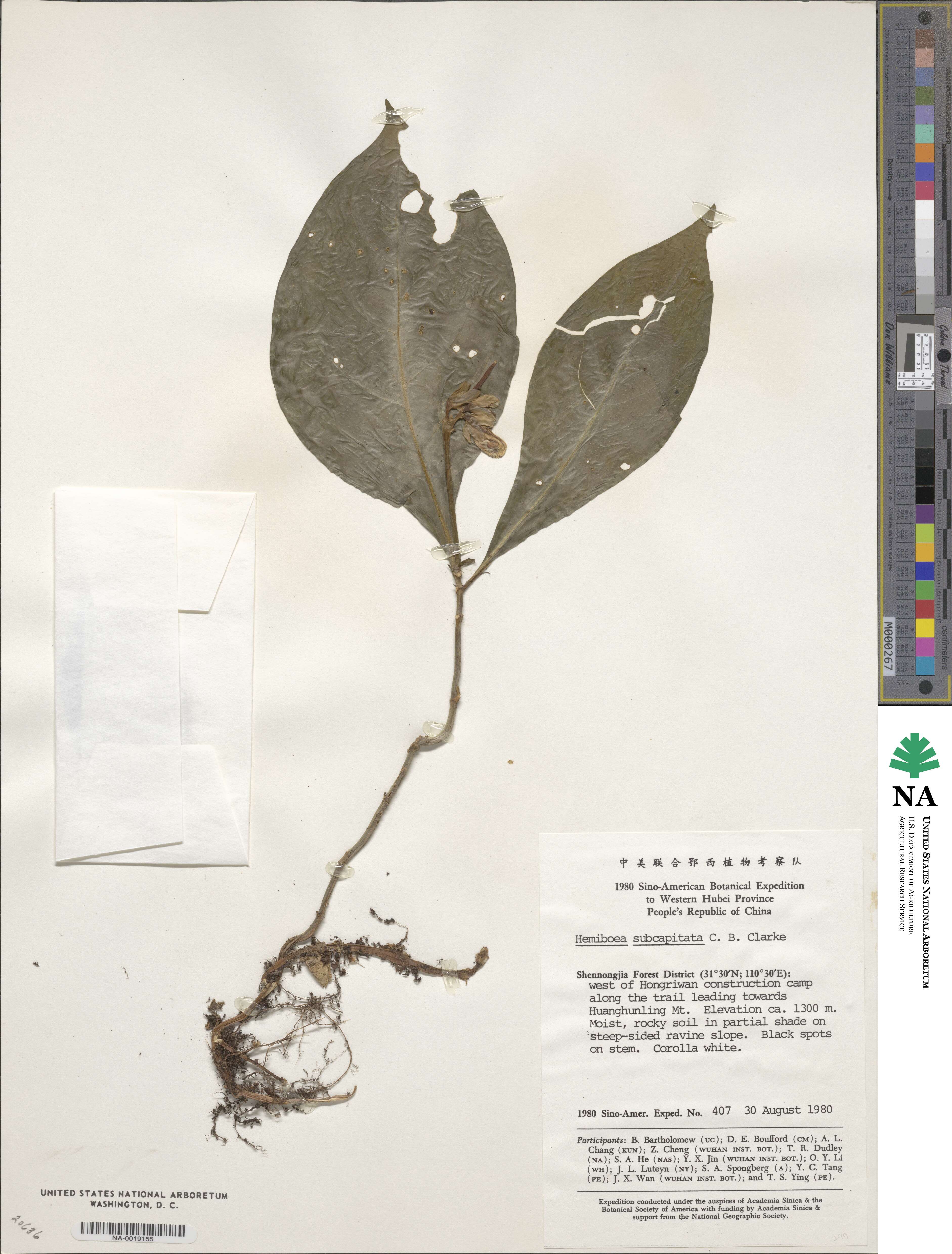 Hemiboea subcapitata image