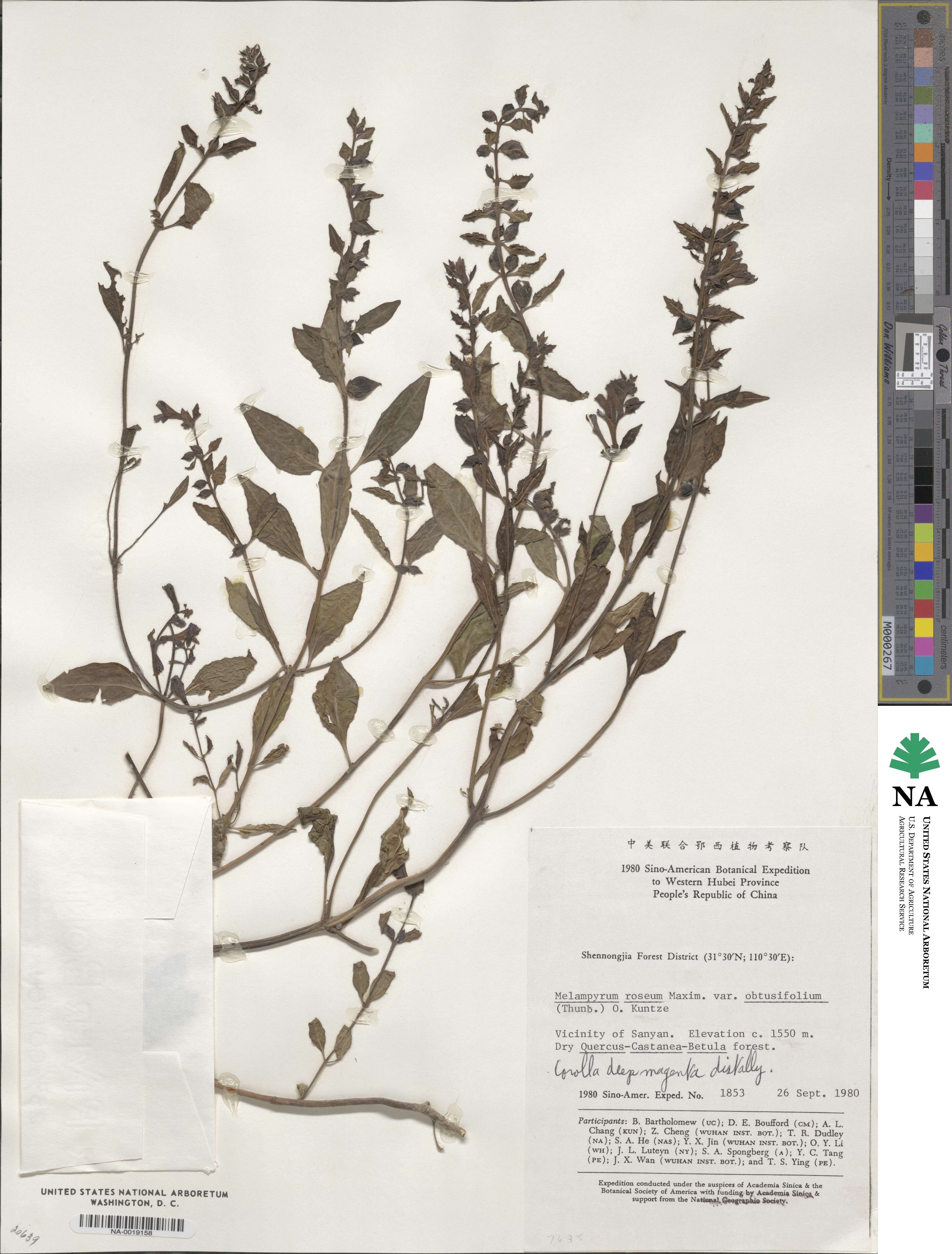 Melampyrum roseum var. obtusifolium image