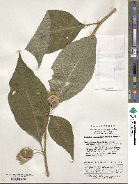 Image of Atropanthe sinensis