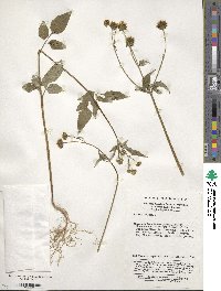 Bidens pilosa image