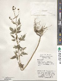 Bidens pilosa image