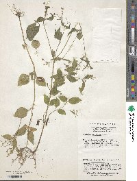 Galinsoga parviflora image