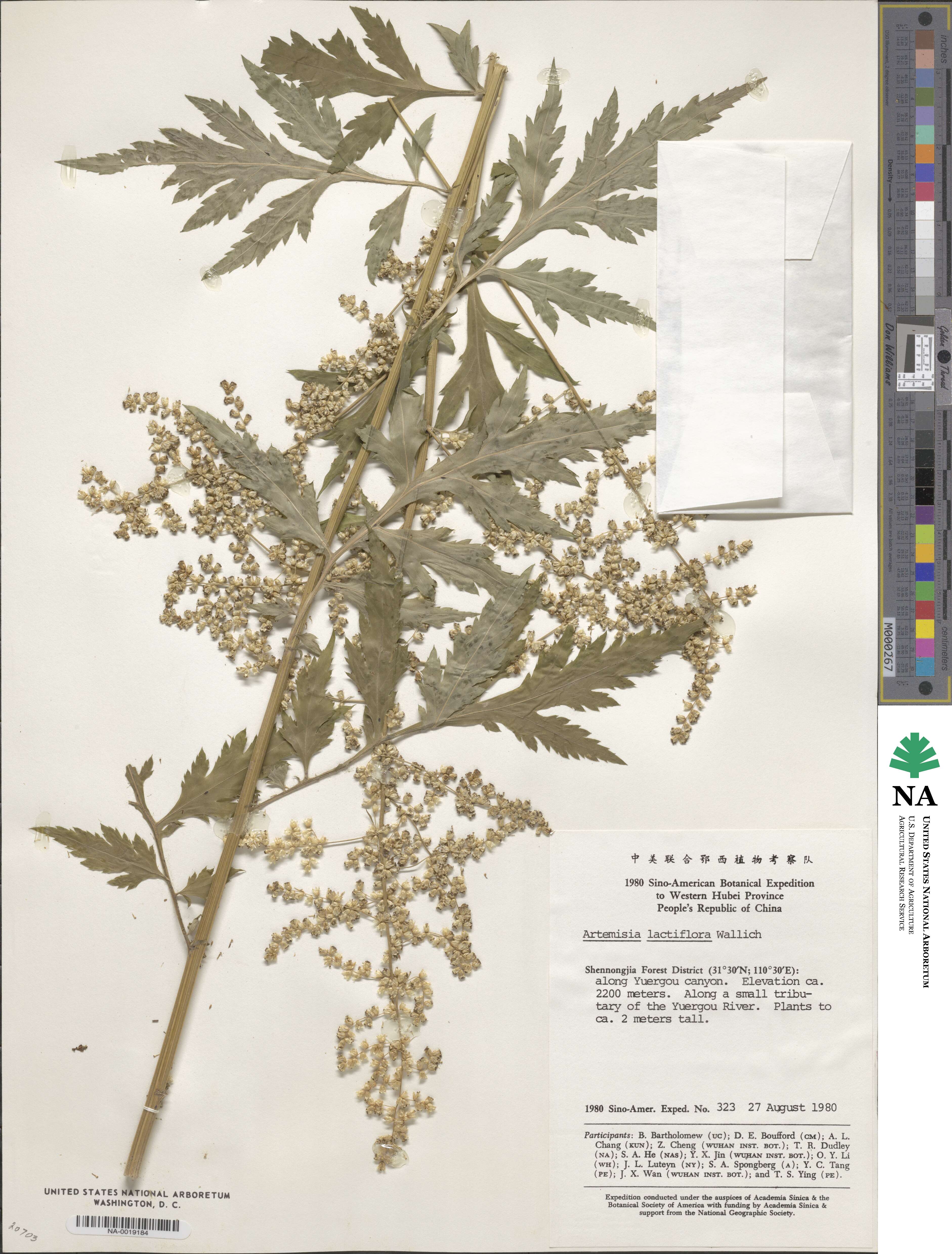 Artemisia lactiflora image