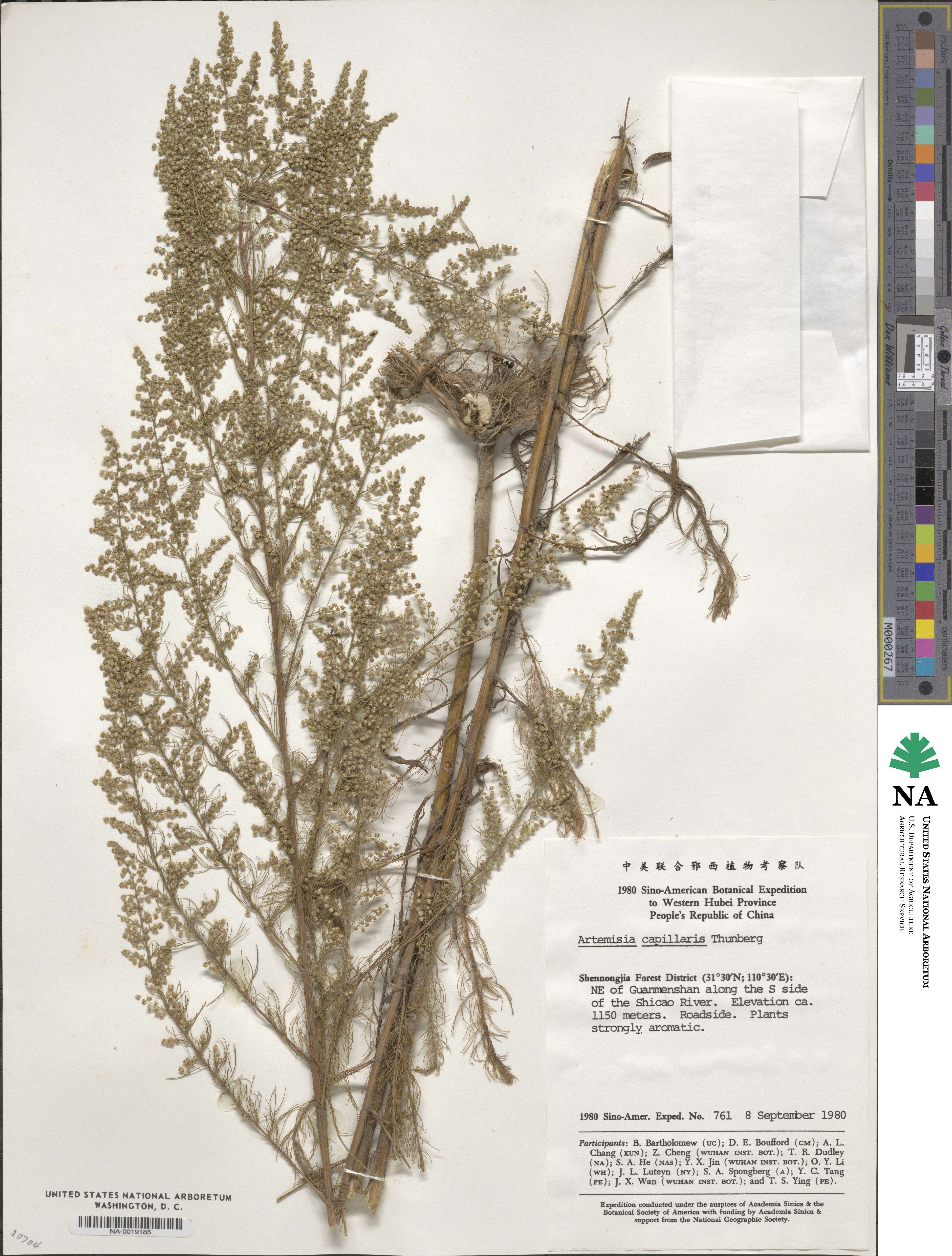 Artemisia capillaris image