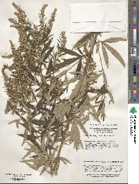 Artemisia argyi image