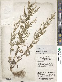 Artemisia annua image