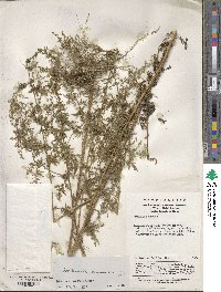 Artemisia annua image