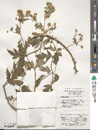 Image of Chrysanthemum boreale