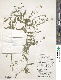 Image of Aster indicus