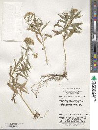 Aster ageratoides image