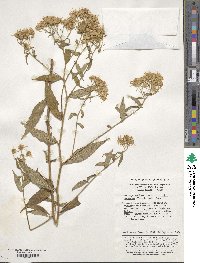 Aster ageratoides image