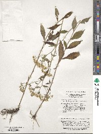 Aster ageratoides image