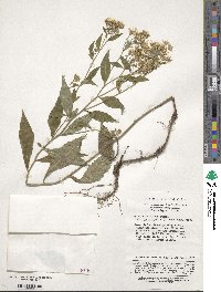 Aster ageratoides image