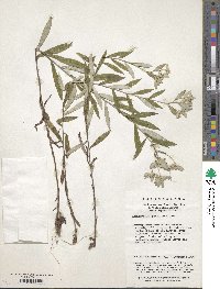 Leontopodium japonicum image