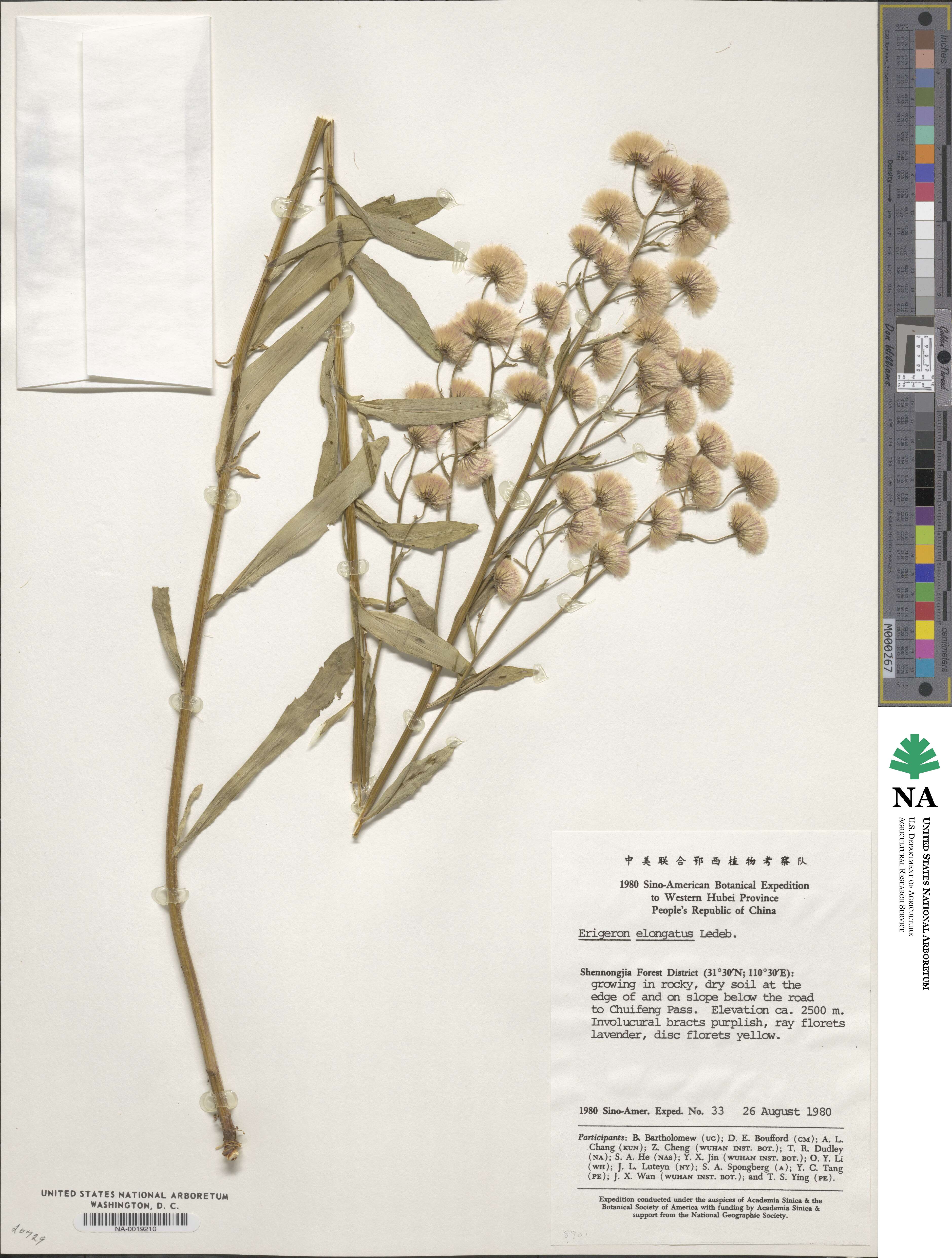 Erigeron elongatus image