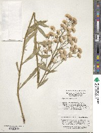 Erigeron elongatus image