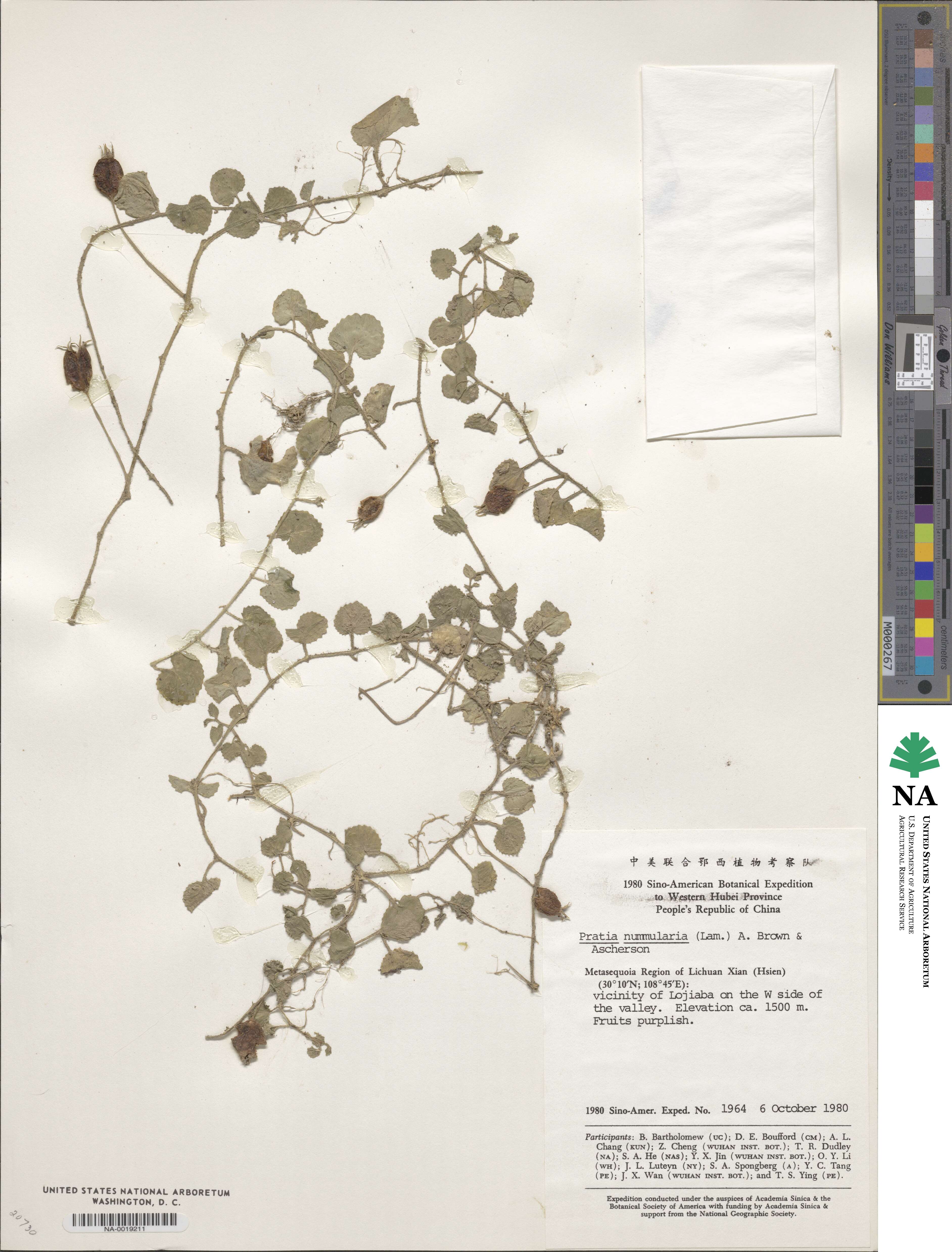 Lobelia nummularia image