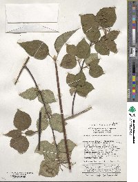 Viburnum betulifolium image