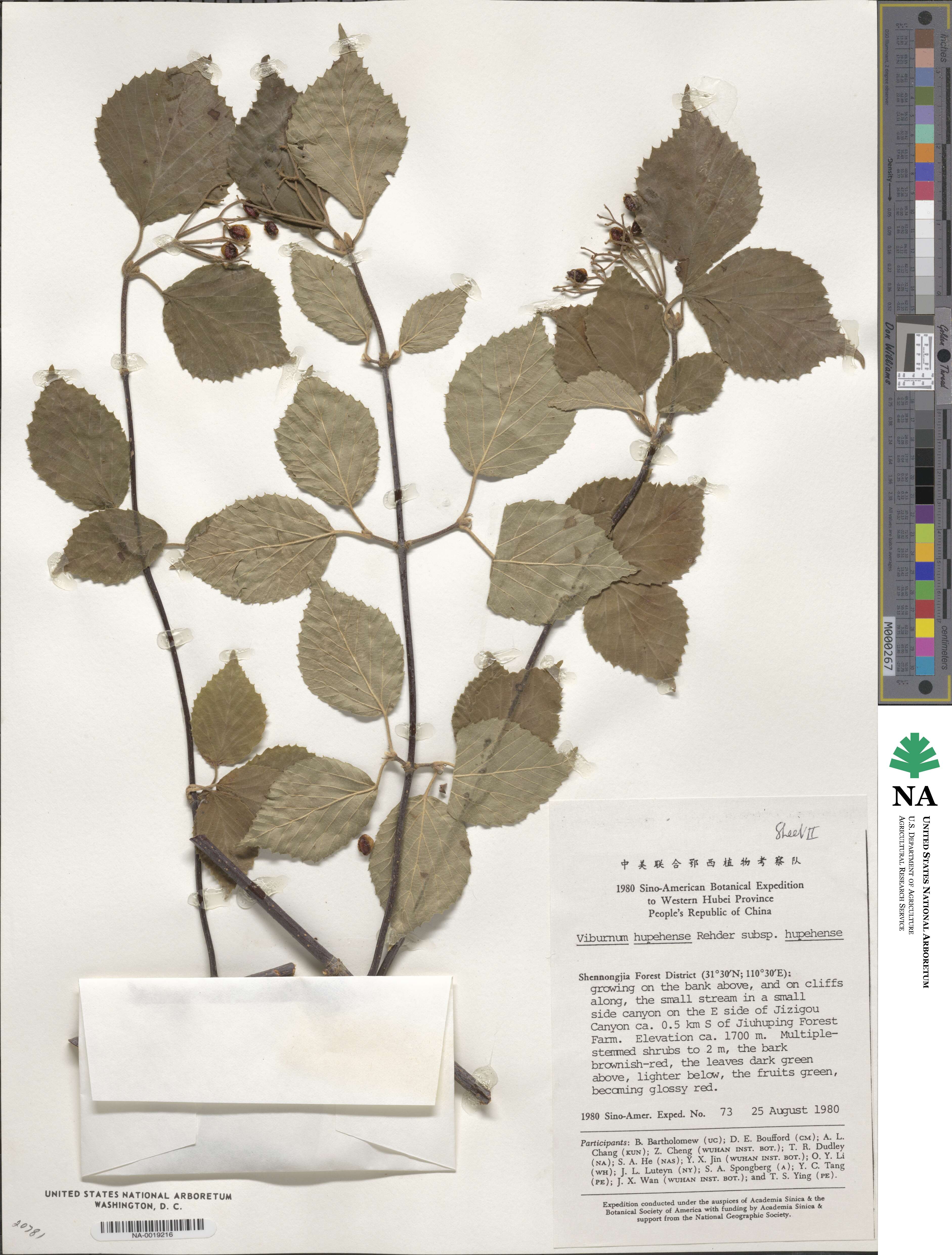 Viburnum betulifolium image