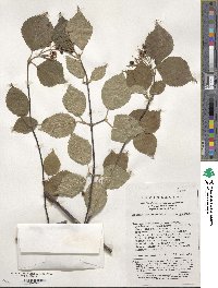 Viburnum betulifolium image