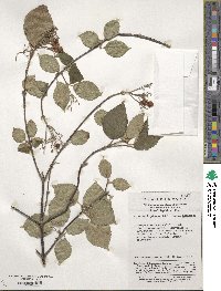 Viburnum betulifolium image